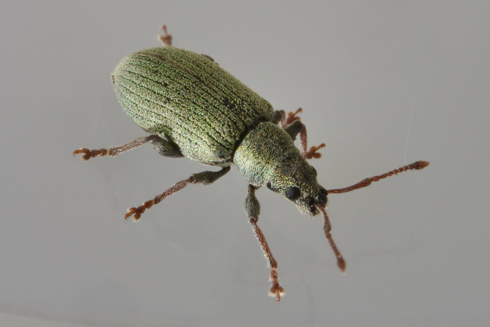 Curculionidae:  Phyllobius roboretanus?  No, Phyllobius subdentatus